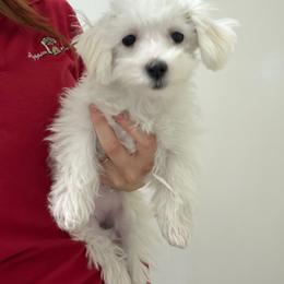 Harper - Maltese