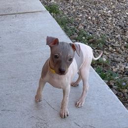Fanta - White and chocolate female American Hairless Terrier puppy in Arizona City, Arizona from Gaus Hof