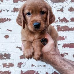 Stone - yellow - Dark golden male Golden Retriever puppy in Greeneville, Tennessee from Cultivate Farm