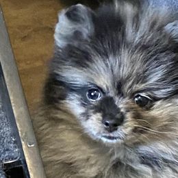 Pomeranians from Precious Paradise Pom's