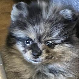 Pomeranians from Precious Paradise Pom's