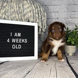 Princess Belle - Red tri female Miniature Australian Shepherd puppy in Peoria, Arizona from B My Sunshines Mini Aussies