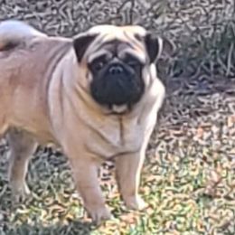 Pugs from Majestic Pugs