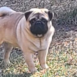 Pugs from Majestic Pugs