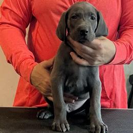 Dusty - Blue male Weimaraner puppy in Aitkin, Minnesota from Whispering’s GunDogs