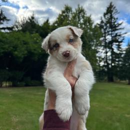 Girl 2 Light Pink Collar - Red merle female Australian Shepherd puppy in Washington from LIT Australian Shepherds