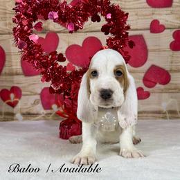 Baloo - Red and white male Basset Hound puppy in Dingess, West Virginia from Tuckers' Howling Hounds