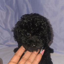 Girl 1 - Black female Poodle puppy in North Augusta, South Carolina from Tiny Paws Luxury Pets