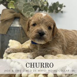 CHURRO - Royal Blue Collar - Apricot male Goldendoodle puppy in Watertown, New York from True Friend Doodles