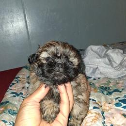 Boy 3 - Gold male Shih Tzu puppy in Birmingham, Alabama from K&D kennels