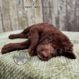 Rocky Road - Chocolate male Labradoodle puppy in Elizabeth City, North Carolina from Howdy Doodles