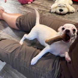Romeo - White male Chihuahua puppy in Summerfield, Florida from Uey’s Chihuahuas