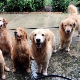 German Wirehaired Pointers and Golden Retrievers from Pegram Kennels