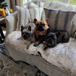 French Bulldog All Grown Up from Frenchies On The Hill, LLC