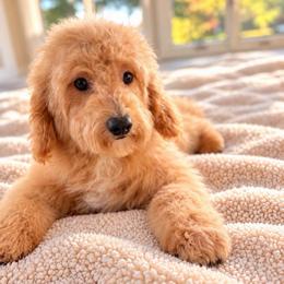 Froyo - Cream female Goldendoodle puppy in North Royalton, Ohio from Johnson's Doodles
