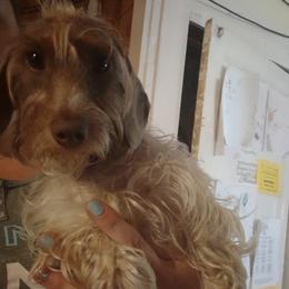 Ethel - Dachshund