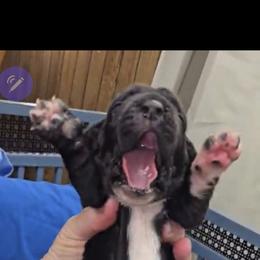 Basset Hound Puppies from Buck Wild 4 Bassets