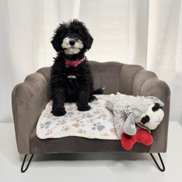Carol Pink Collar Female - Black and white female Bernedoodle puppy in Peoria, Arizona from Wroth's Pawsibilities