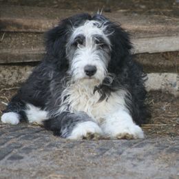 Archie - Black and white Aussiedoodle puppy in Four Oaks, North Carolina from RoseWest Farms