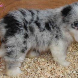 Border Collie Puppies from Cascade Sun Kennels