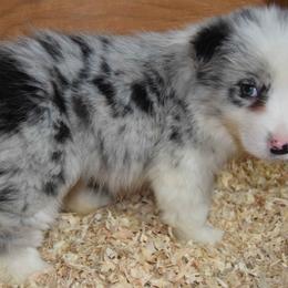 Border Collie Puppies from Cascade Sun Kennels