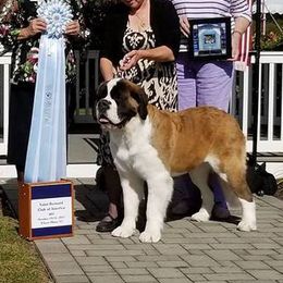 Saint Bernards from Cornerstone Saint Bernard's