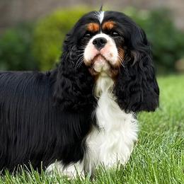 Jubilee - Cavalier King Charles Spaniel