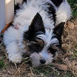 Jorji - Biewer Terrier