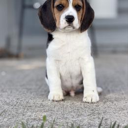 AKC Clovis - Black tan and white male Beagle puppy in Chillicothe, Missouri from Tymber Lake Beagles