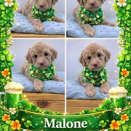 Malone - Apricot male Goldendoodle puppy in Rising Sun, Indiana from Ruby Lane Doodles