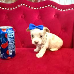 Mango - Parti male Yorkipoo puppy in Pennsauken, New Jersey from Noir Luxe Litters of NJ