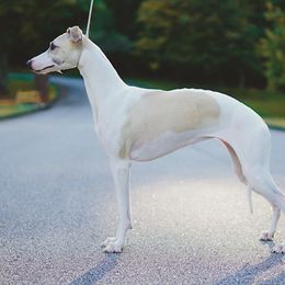 Esther - Whippet