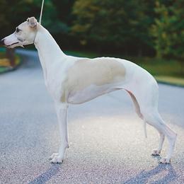 Esther - Whippet