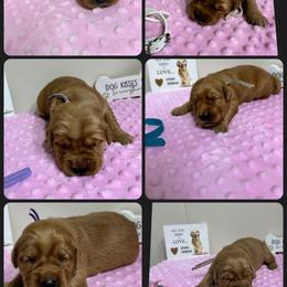 Belle - Dark golden female Golden Retriever puppy in Middleburg, Pennsylvania from South Hill Golden Retrievers