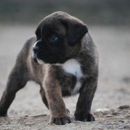 Boxer and Cane Corso Puppies from Soaring Royalty Canines LLC