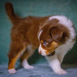Hazelnut - Red tri-color female Australian Shepherd puppy in Monroe, Georgia from Lovable Little Aussies