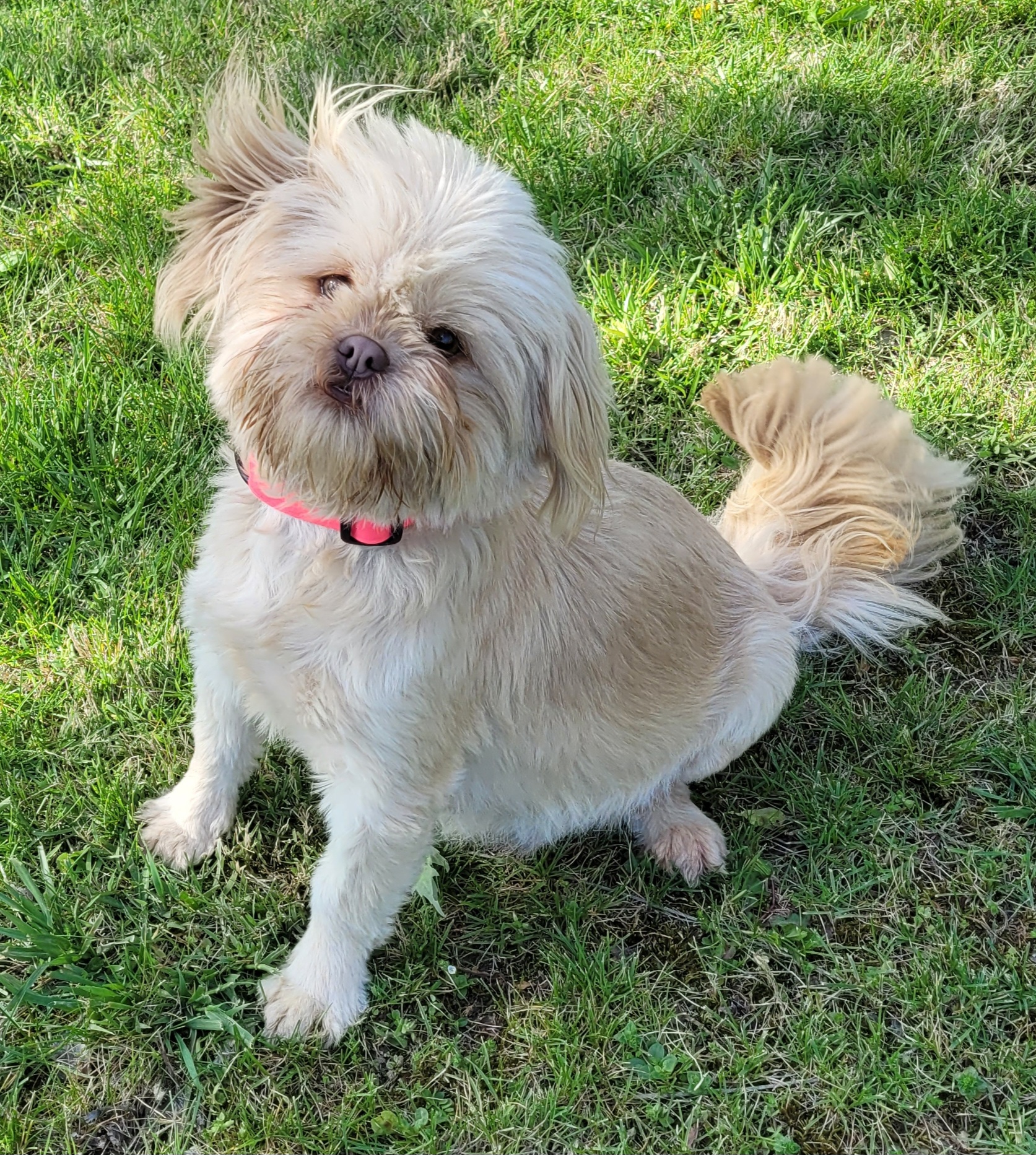 Carmella - Shih Tzu
