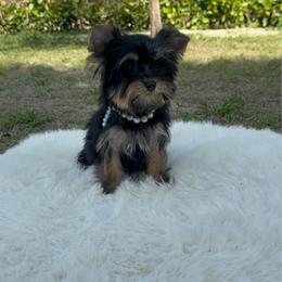 Jasper - Black and tan male Yorkshire Terrier puppy in North Naples, Florida from Moon Ranch Puppies