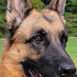 German Shepherds from Vehra German Shepherds