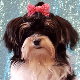 Valentine - Maltipoo puppy from 5 Alarm LUA Dalmatians & Bling Poodles