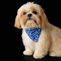 Shih Tzu puppies from Yorkie  And Shih Tzu Love