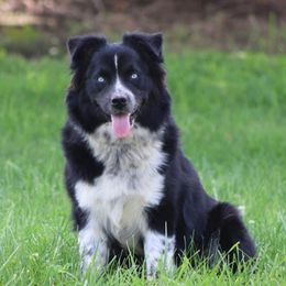 Chic - Australian Shepherd