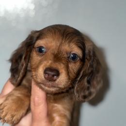 Simba - Dapple male Dachshund puppy in Lumberton, Mississippi from Doris’ Darlin Doxies & Doodles