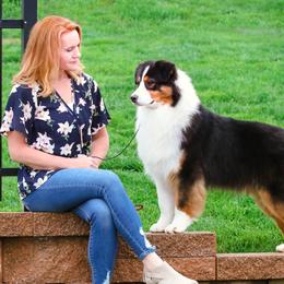 Australian Shepherds from Affinity Aussies