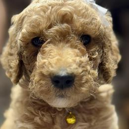Miss Yellow Collar - Apricot female Poodle puppy in Screven, Georgia from Dreamland Standard Poodles