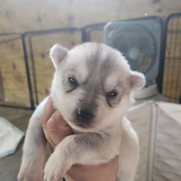 Siberian Husky Puppies from Spirit of the Moon Siberians