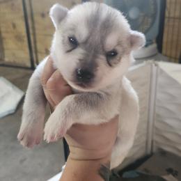 Siberian Husky Puppies from Spirit of the Moon Siberians