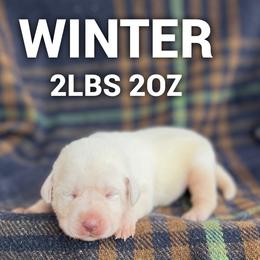 Winter - Yellow female Labrador Retriever puppy in Puyallup, Washington from 12 Door Farm Labradors