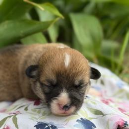 Jett - Red male Pembroke Welsh Corgi puppy in Sheldon, Missouri from Clearsky Corgis