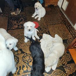 Labrador Retriever Puppies from Earth Angel